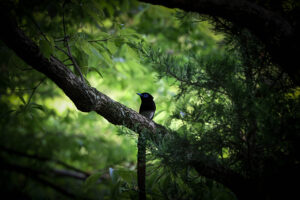 野 の 鳥
